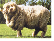 ウール羊毛